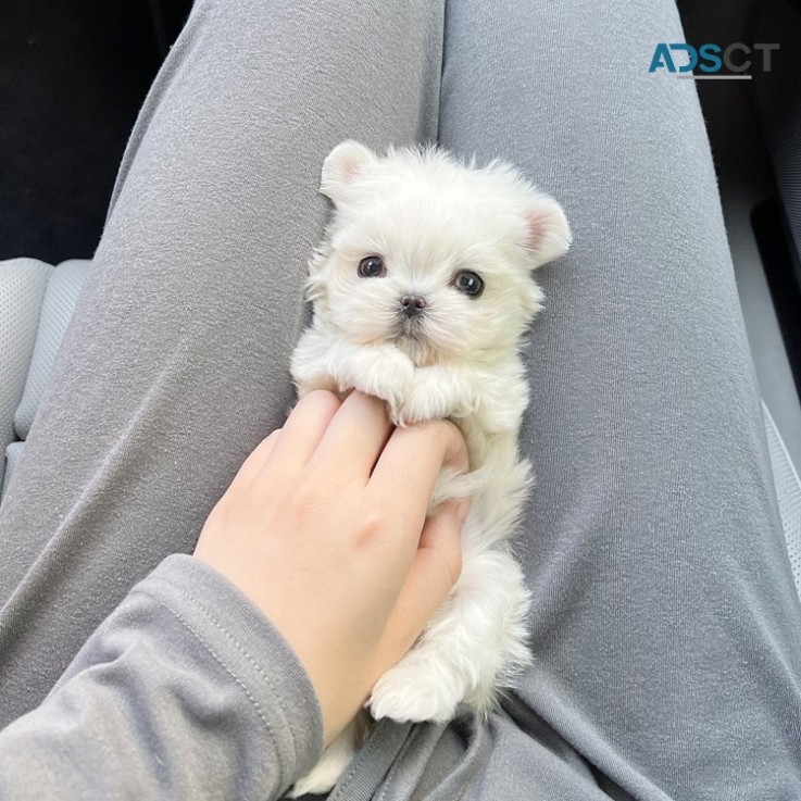 Mini Maltese Puppies For Sale