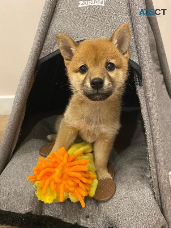 Shiba Inu Puppies For Sale