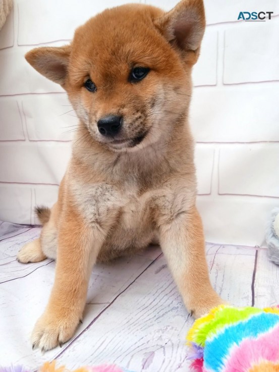 Shiba Inu Puppies For Sale