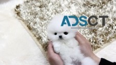Toy Pomeranian Puppies For Sale