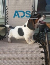 Basset hound puppies For Sale