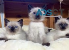 TICA Registered Ragdoll Kittens For Sale
