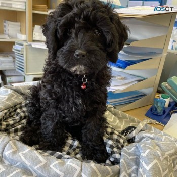 Cockapoo puppies for sale