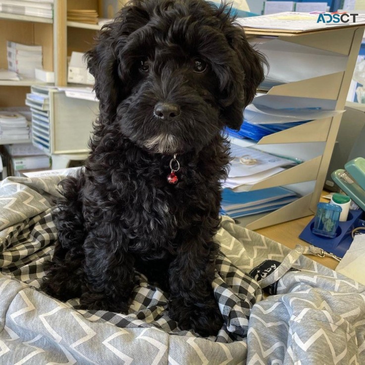 Cockapoo puppies for sale