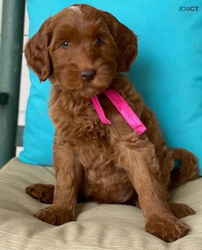 Goldendoodle puppies for sale 