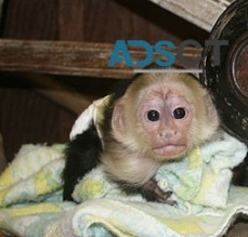  Capuchin Monkey whatapp 0488875935