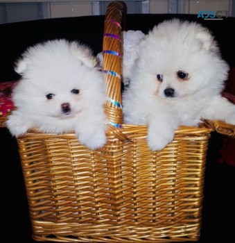 Outstanding Pomeranian puppies Available
