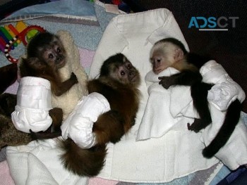 Capuchin Monkeys For Sale .
