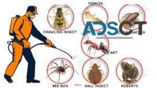 Same Day Pest Control Adelaide