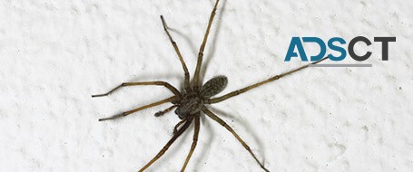 Spider Control Adelaide