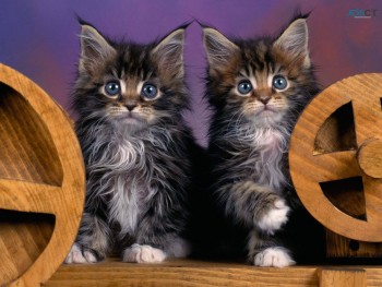  Maine Coon kittens for sale.