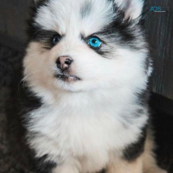 Pomsky Puppies for sale