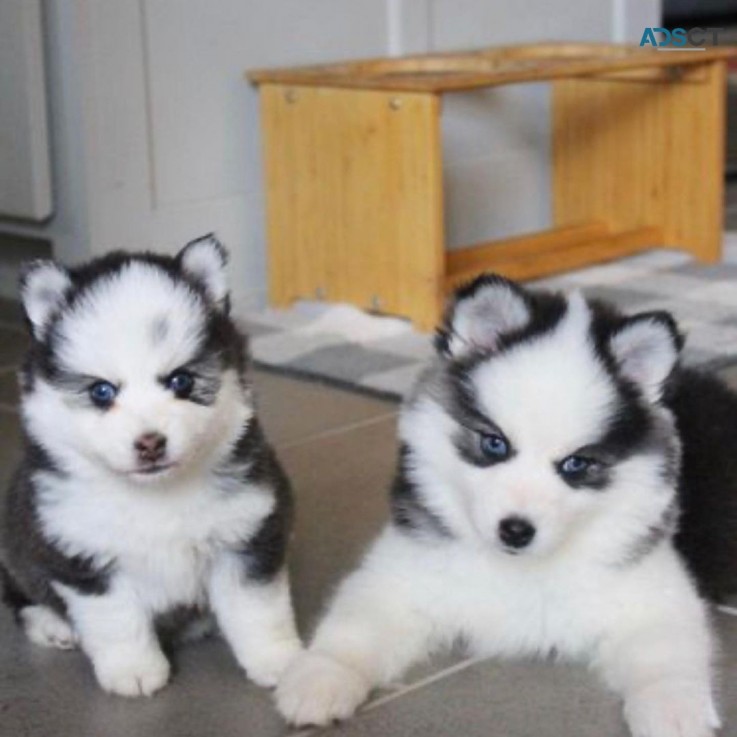 Pomsky Puppies for sale