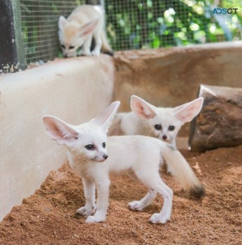 Fennec foxes for sale.