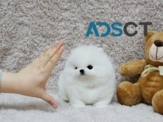 Goose Pomeranian Puppies for sale