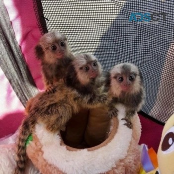 Finger Marmoset Monkeys for sale 