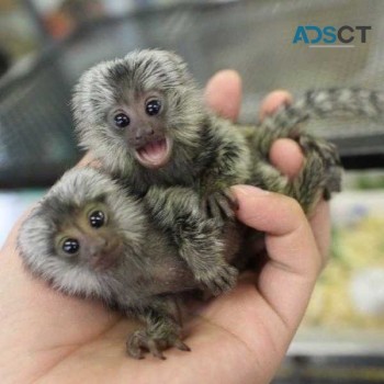 Trained Finger Marmoset monkeys for sale