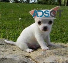 Quality Reg Chihuahua Puppies For Sale