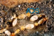 Termite Control Brisbane