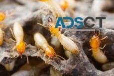 Termite Control Brisbane