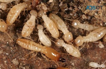 Termite Control Brisbane