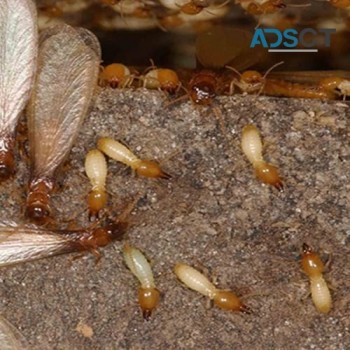 Termite Control Brisbane