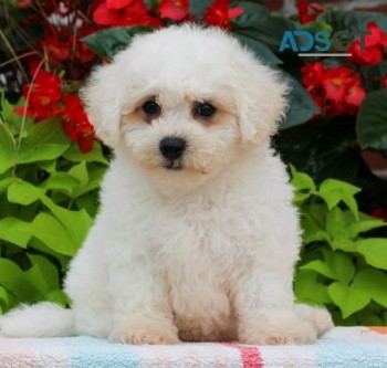 Annie Bichon Frise Puppies for sale