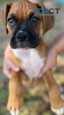 Flower Boxer Puppies for sale
