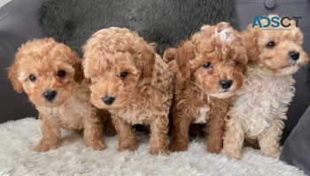 Cockapoo puppies for sale .