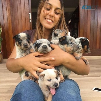 Australian Cattle Dog(blue Heeler) pups