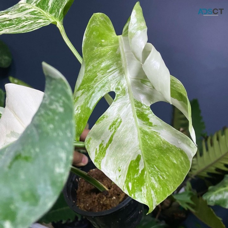 monstera plant for sale