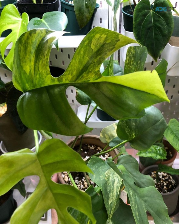 Indoor Plants For sale 
