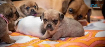 Home reared Puggle pupps for sale
