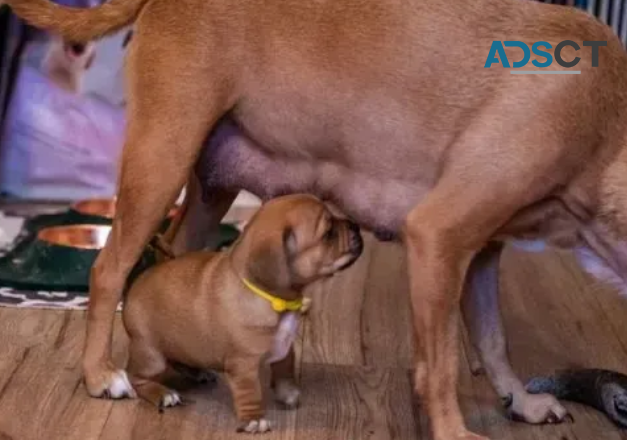 Home reared Puggle pupps for sale