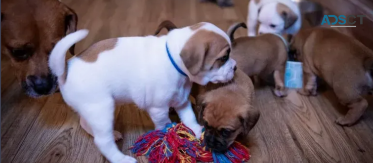 Home reared Puggle pupps for sale