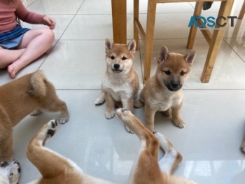 Shiba Inu puppies.