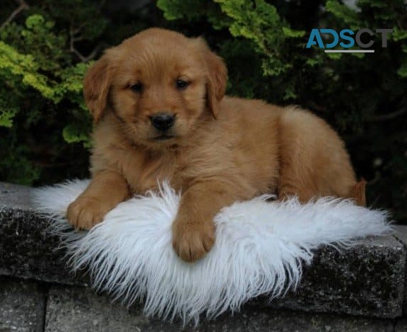 Golden Retriever puppies for sale