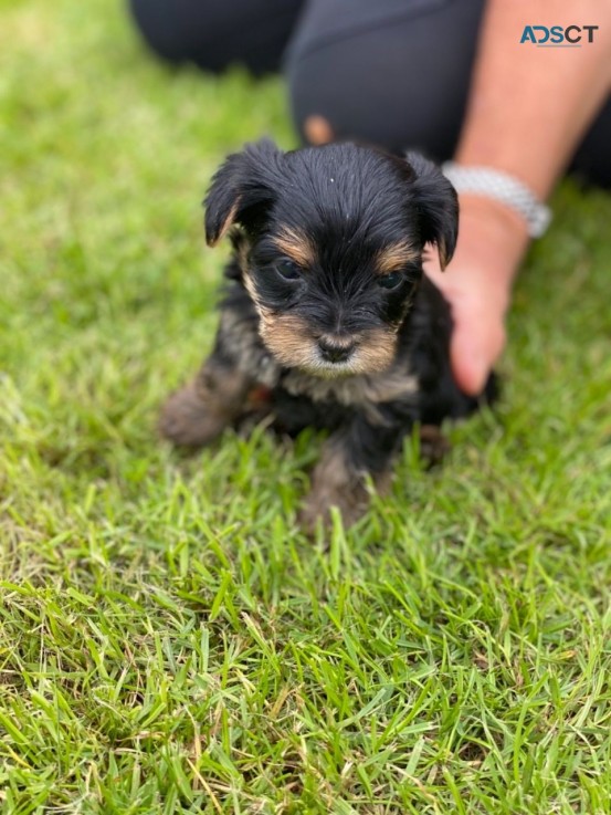  Yorkshire Terrier Puppies