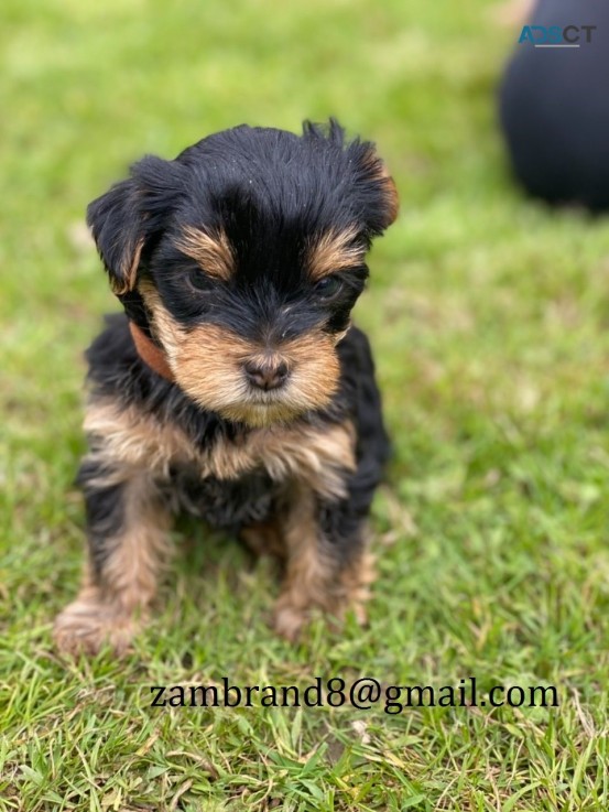  Yorkshire Terrier Puppies