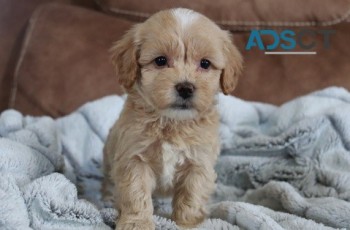 Maltipoo Puppies for sale