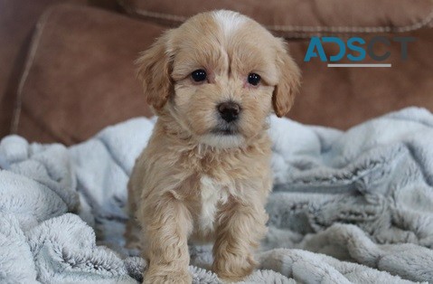 Maltipoo Puppies for sale