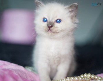 Lovely Ragdoll kittens for Sale 