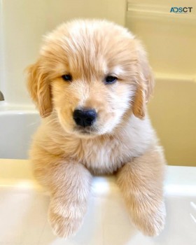 Golden Retriever puppies for sale 