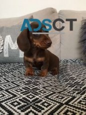 Miniature Dachshund Puppies For Sale