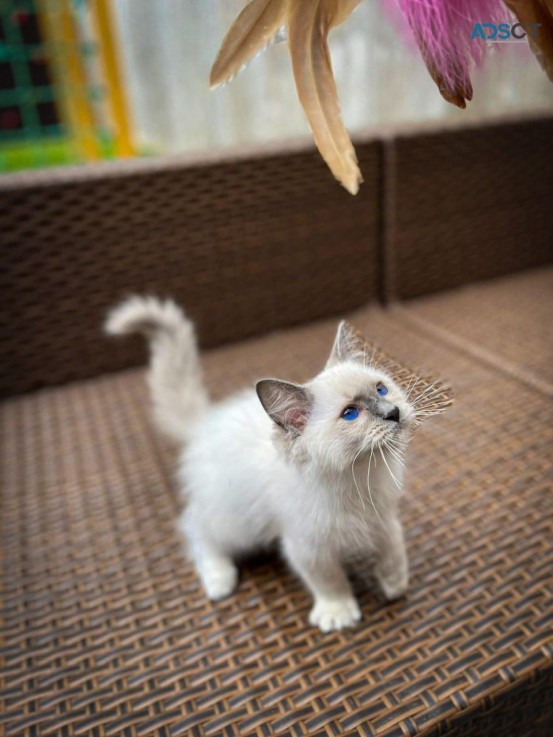Home Raised Ragdoll Kittens