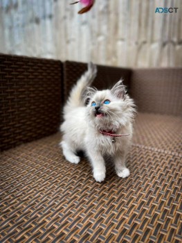 Home Raised Ragdoll Kittens