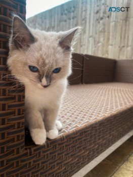 Home Raised Ragdoll Kittens