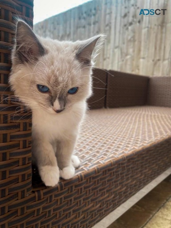 Home Raised Ragdoll Kittens