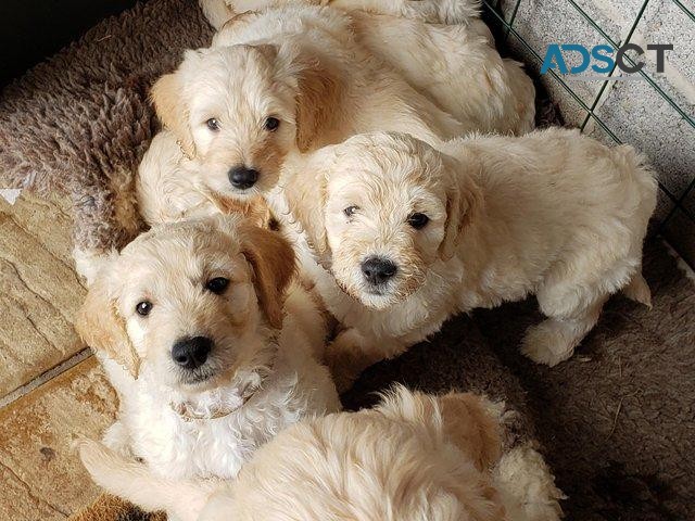 Goldendoodle puppies for sale F2
