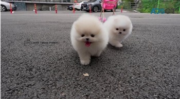 Pomeranian puppies for sale
